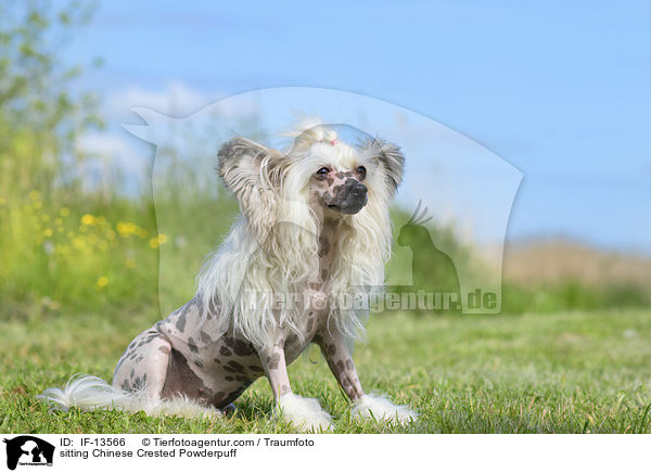 sitzender Chinese Crested Powderpuff / sitting Chinese Crested Powderpuff / IF-13566