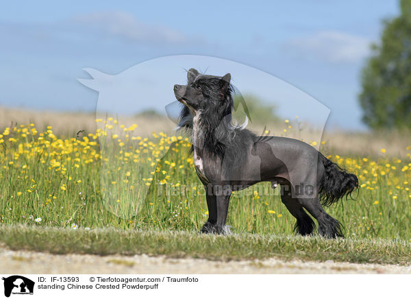 stehender Chinese Crested Powderpuff / standing Chinese Crested Powderpuff / IF-13593