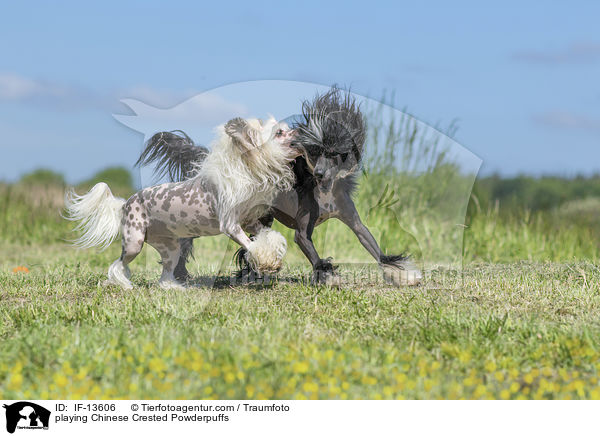 playing Chinese Crested Powderpuffs / IF-13606