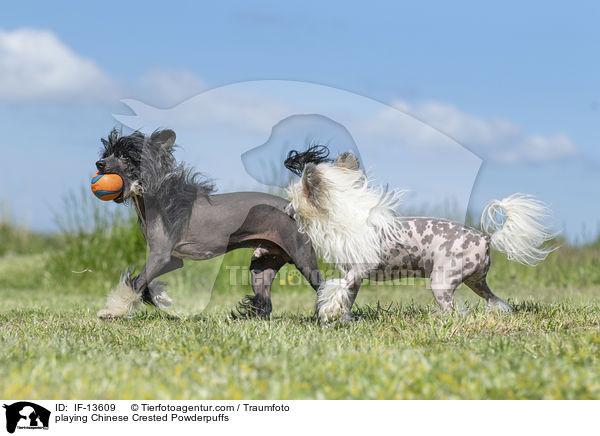 spielende Chinese Crested Powderpuffs / playing Chinese Crested Powderpuffs / IF-13609