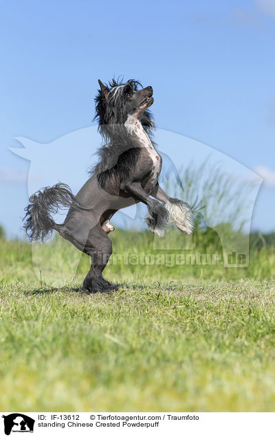 stehender Chinese Crested Powderpuff / standing Chinese Crested Powderpuff / IF-13612