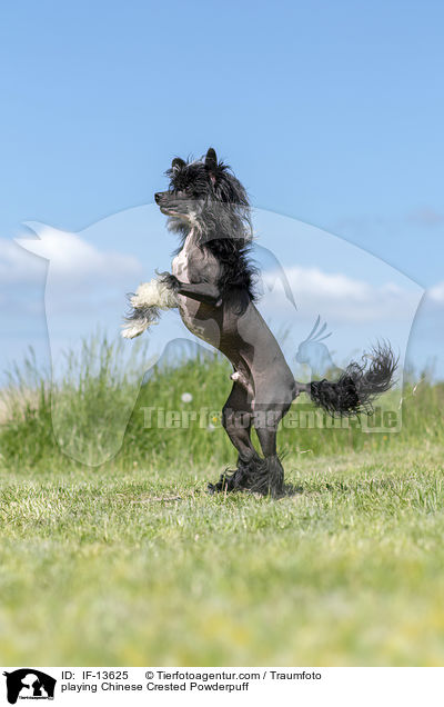 playing Chinese Crested Powderpuff / IF-13625