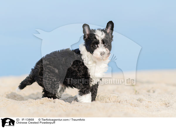 Chinese Crested Powderpuff / Chinese Crested Powderpuff / IF-13868