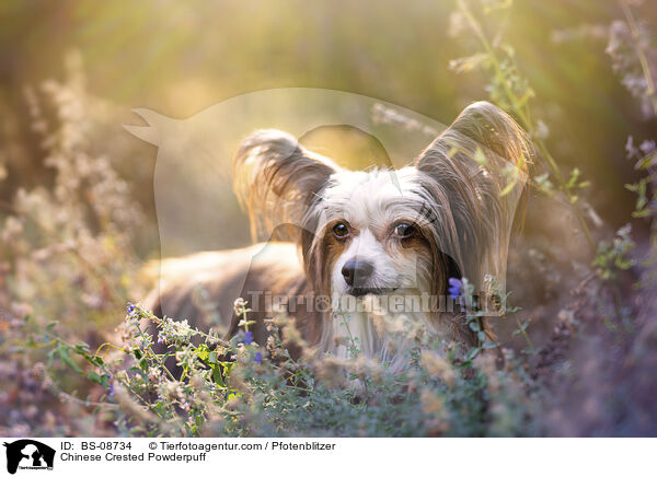 Chinese Crested Powderpuff / Chinese Crested Powderpuff / BS-08734