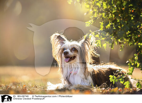 Chinese Crested Powderpuff / Chinese Crested Powderpuff / BS-08746