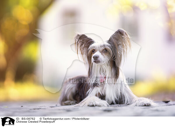 Chinese Crested Powderpuff / Chinese Crested Powderpuff / BS-08762