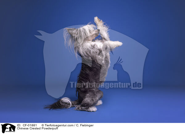 Chinese Crested Powderpuff / Chinese Crested Powderpuff / CF-01881