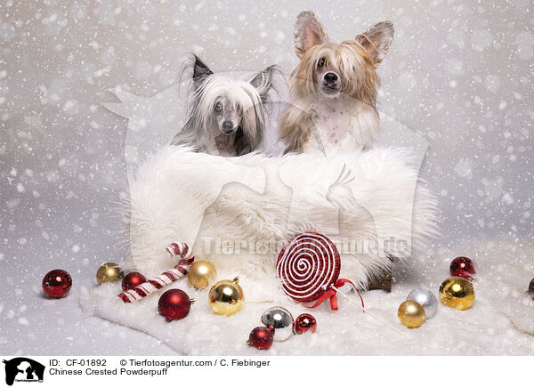 Chinese Crested Powderpuff / Chinese Crested Powderpuff / CF-01892