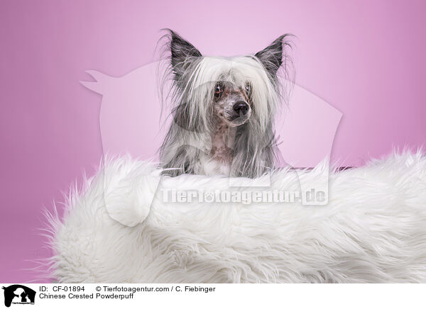 Chinese Crested Powderpuff / Chinese Crested Powderpuff / CF-01894