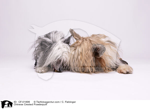 Chinese Crested Powderpuff / Chinese Crested Powderpuff / CF-01896