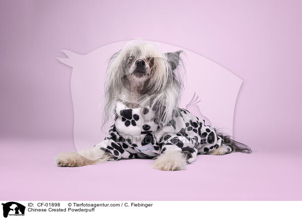 Chinese Crested Powderpuff / CF-01898