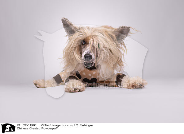 Chinese Crested Powderpuff / CF-01901