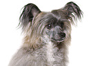 Chinese Crested Powderpuff Portrait