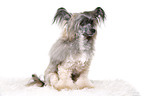 sitting Chinese Crested Powderpuff