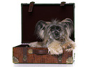 lying Chinese Crested Powderpuff