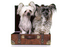 2 Chinese Crested Dogs