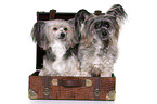 2 Chinese Crested Dogs