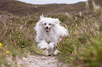 running Chinese Crested Dog Powderpuff