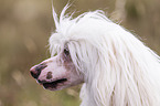 Chinese Crested Dog Powderpuff Portrait