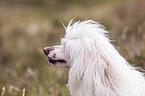 Chinese Crested Dog Powderpuff Portrait