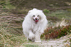 walking Chinese Crested Dog Powderpuff