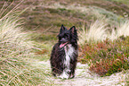 Chinese Crested Dog Powderpuff