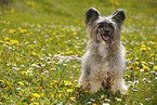 sitting Chinese Crested Powderpuff