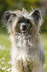 Chinese Crested Powderpuff Portrait