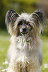 Chinese Crested Powderpuff Portrait