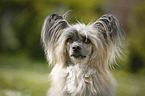 Chinese Crested Powderpuff Portrait