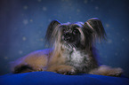 lying Chinese Crested Powderpuff