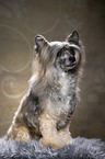 sitting Chinese Crested Powderpuff