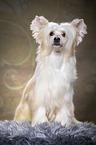 sitting Chinese Crested Powderpuff