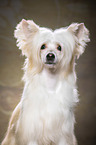 Chinese Crested Powderpuff Portrait