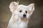 Chinese Crested Powderpuff Portrait