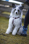 human with Chinese Crested Powderpuff