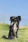 sitting Chinese Crested Powderpuff