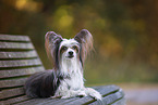 Chinese Crested Powderpuff