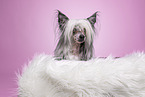 Chinese Crested Powderpuff