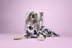 Chinese Crested Powderpuff