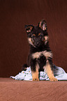 Chodsky Pes Puppy