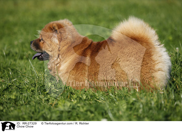 Chow Chow / Chow Chow / RR-27329