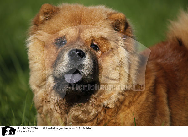 Chow Chow / Chow Chow / RR-27334