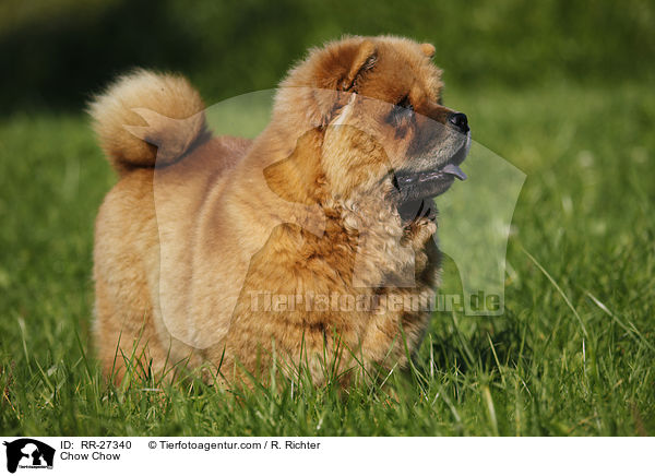 Chow Chow / Chow Chow / RR-27340