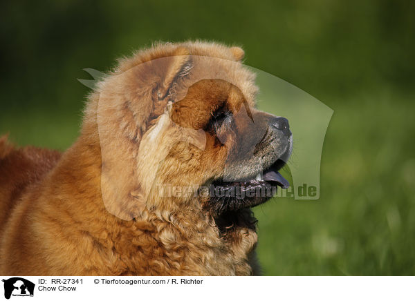 Chow Chow / Chow Chow / RR-27341