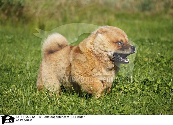 Chow Chow / Chow Chow / RR-27342