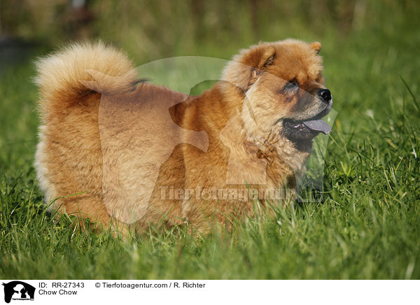 Chow Chow / Chow Chow / RR-27343