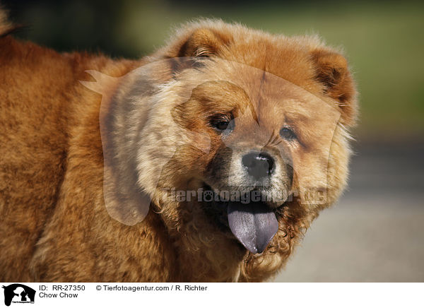 Chow Chow / Chow Chow / RR-27350