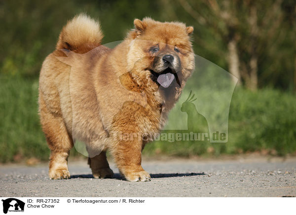 Chow Chow / Chow Chow / RR-27352