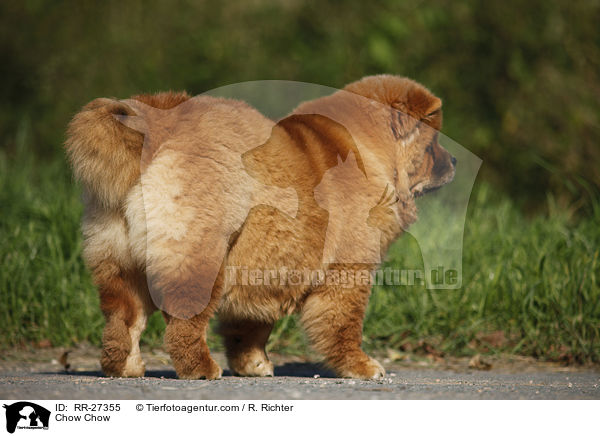 Chow Chow / Chow Chow / RR-27355